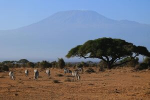 Group of Zebras Grazing Grass in Savanna, Amboseli National Park in Kenya