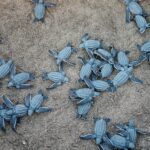 A Group Of Blue Sea Turtles