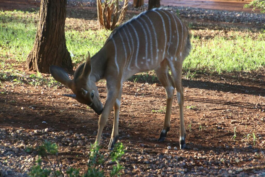 Photo of Fawn Deer