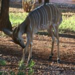 Photo of Fawn Deer
