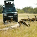 vehicle running near the antelope during daytim